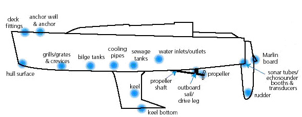 High risk areas on a recreational vessel, which are similar to those on a commercial vessel. Diagram courtesy of AQIS.