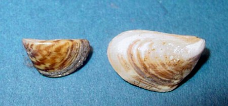 Left: Zebra Mussel (Dreissena polymorpha) Right: Quagga Mussel (Dreissena rostriformis bugensis) Photo: USGS